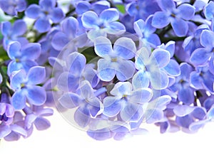 Lilac flower photo