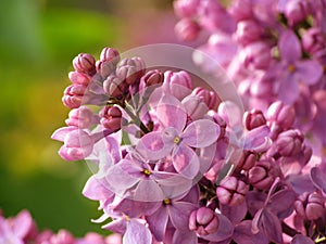 Lilac flower