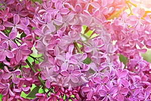 Lilac flower