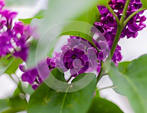 Lilac flower on 8 petals. Purple flowers of a lilac bush. Close-up, macro