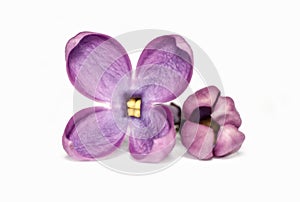 Lilac flower background