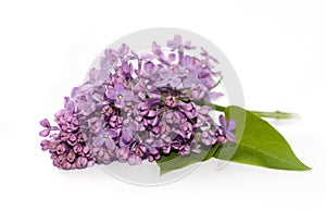 Lilac flower background