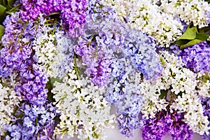 Lilac Flower Background, Blooms Flowers