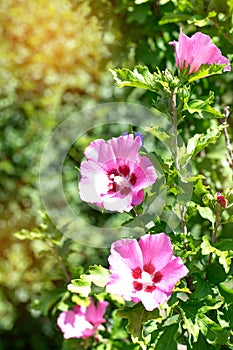 Lilac flower on a background of green park. Lilac flower on a background of  green park. Violet flowers on a green bush