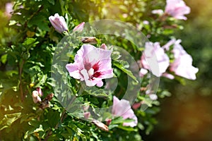 Lilac flower on a background of green park. Lilac flower on a background of green park.  Violet flowers on a green bush