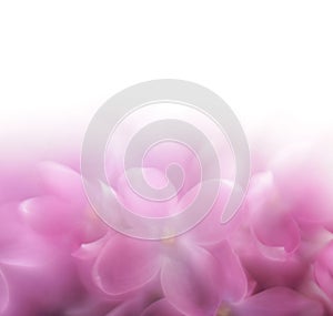 Lilac flower background. LENSBABY soft focus len