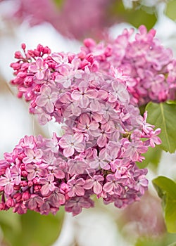 Lilac flower background. Lilacs close up tree bush. Bouquet backgrounds.