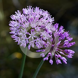 A lilac flower ball