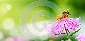 Lilac flower with a bee collecting pollen or nectar. Banner style artistic fantastic beautiful nature image. Bee macro close up