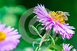 Lilac flower with a bee collecting pollen or nectar. Banner style artistic fantastic beautiful nature image. Bee macro close up