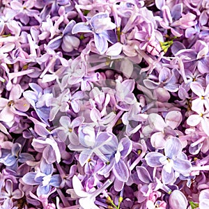 Lilac flower blossom petals