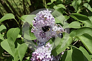 Lilac Flower with Carpenter Bees