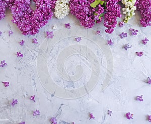 Lilac flower on concrete background frame