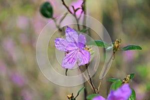Lilac flower of the Daurian Rhododendron lat. Rhododendron dauricum on a branch. Landscape.