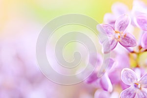 Lilac flower, detail