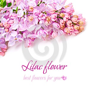 Lilac flower - Floral Background