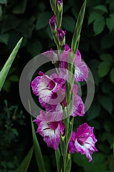 Lilac flower of a gladiolus