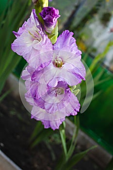 Lilac flower of a gladiolus