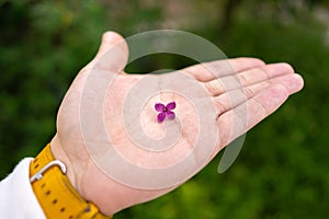 A lilac flower in hand in the palm of hand in spring