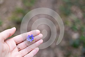 A lilac flower hepÃÂ¡tica in a woman's hand photo