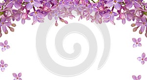 Lilac flower isolated frame