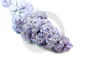 Lilac flower isolated on a white background.