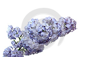 Lilac flower isolated on a white background.