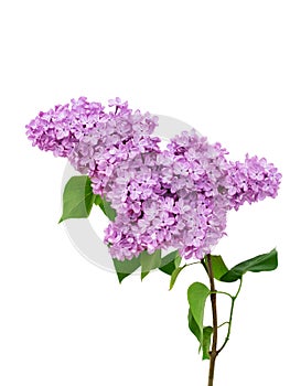 Lilac flower isolated on white background - Syringa vulgaris