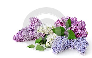 Lilac flower isolated on white background - Syringa vulgaris