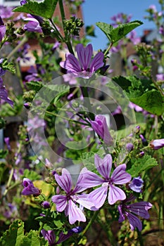 The lilac flower malva in a garden. Close up.