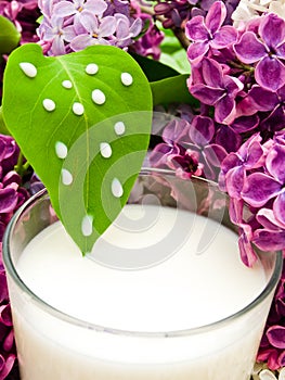 Lilac flower and milk