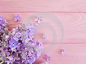 Lilac flower on a pink wooden background