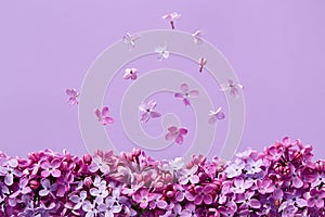 Lilac blossoms on purple background.