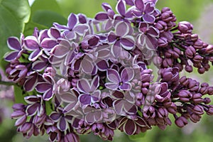 Lilac flower `Sensation` blossom close up