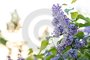 Lilac flower at sunset pink spring background. Springtime in summer park. Banner floral background. Shallow depth of