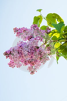 Lilac flower, Syringa vulgaris