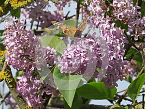 Lilac flower tree bush