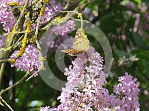 Lilac flower tree bush