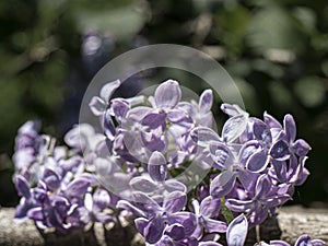 Lilac flower tree bush