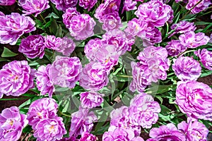 Lilac flower tulip. Lush flower petals on a background of bright verdure