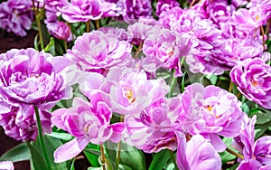 Lilac flower tulip. Lush flower petals on a background of bright verdure