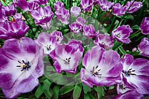 Lilac flower tulip. Lush flower petals on a background of bright verdure