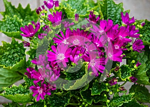 Lilac flowering FloristÃÂ´s Cineraria photo