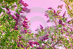 Lilac flowering trees