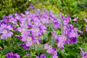 Lilac flowering woodland cranesbill