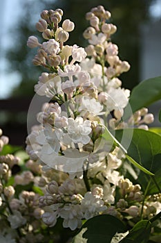 Lilac flowers