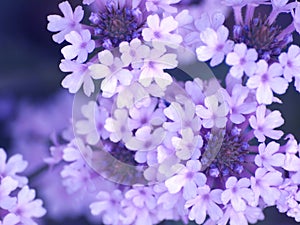 Lilac flowers img