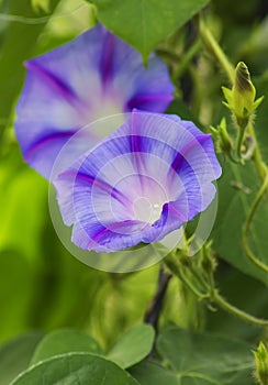 Lilac flowers.