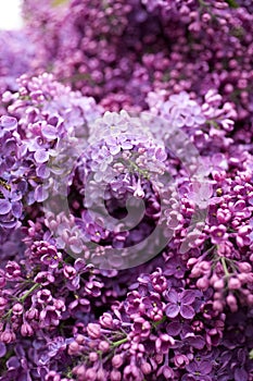 Lilac flowers