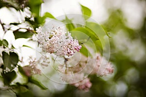 Lilac flowers